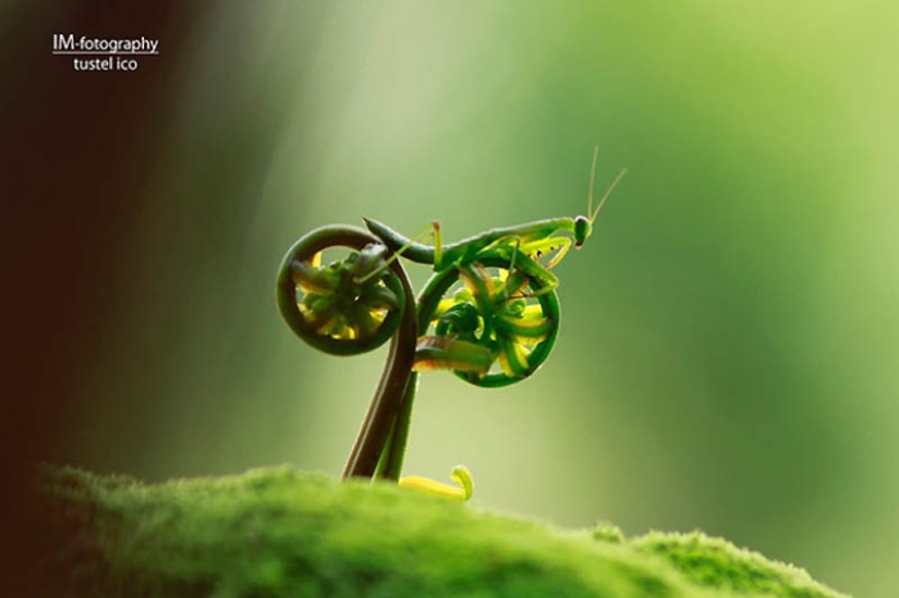 40 of the most successful animal photos taken at the right moment