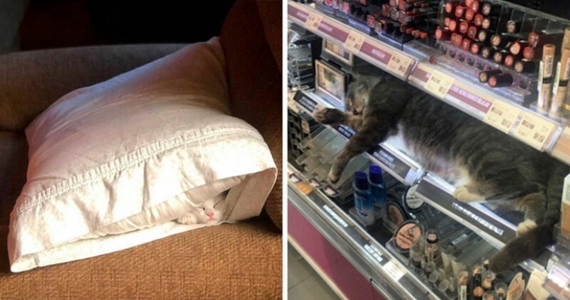 40 photos proving that cats can sleep anywhere