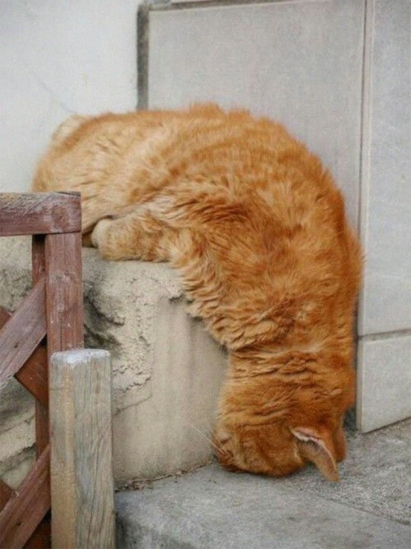 40 photos proving that cats can sleep anywhere