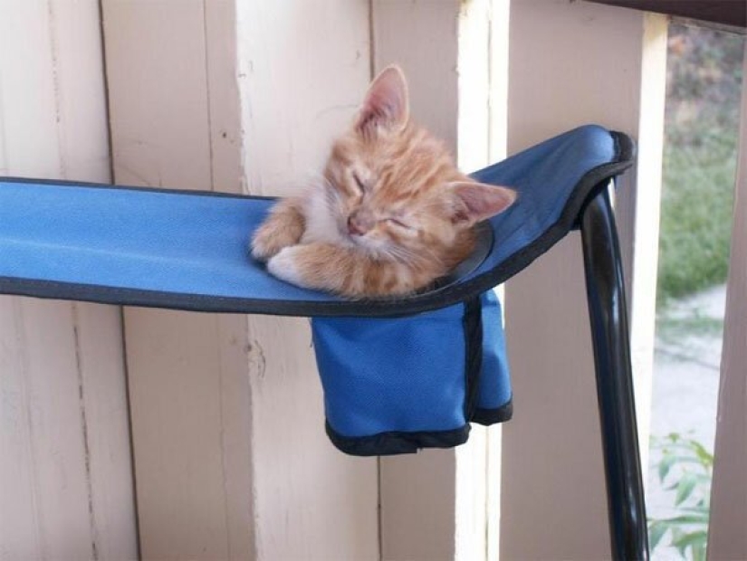 40 photos proving that cats can sleep anywhere