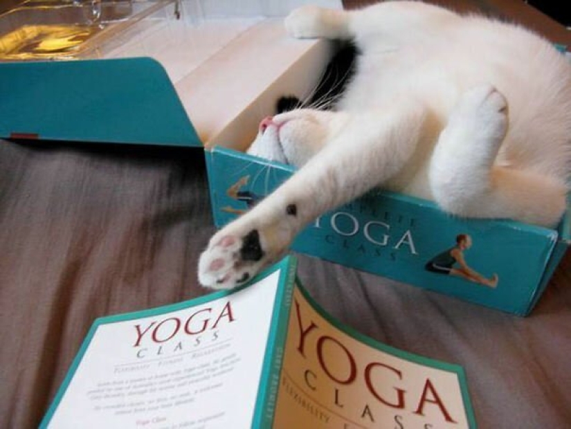 40 photos proving that cats can sleep anywhere