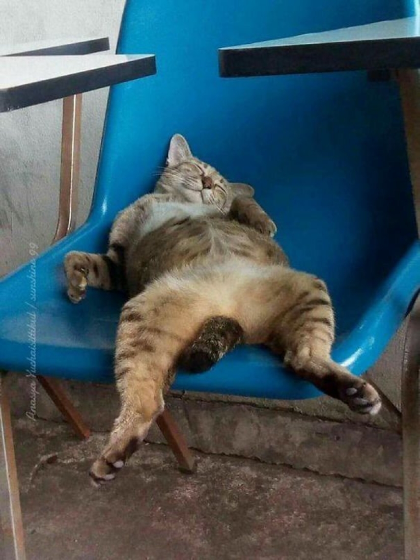 40 photos proving that cats can sleep anywhere