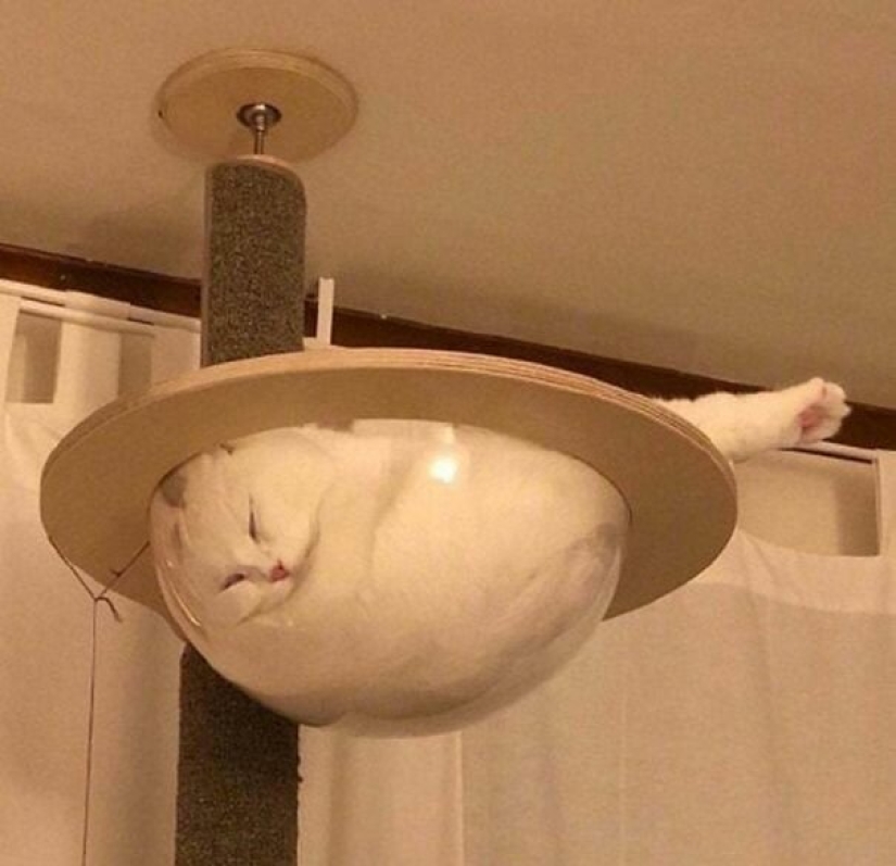 40 photos proving that cats can sleep anywhere