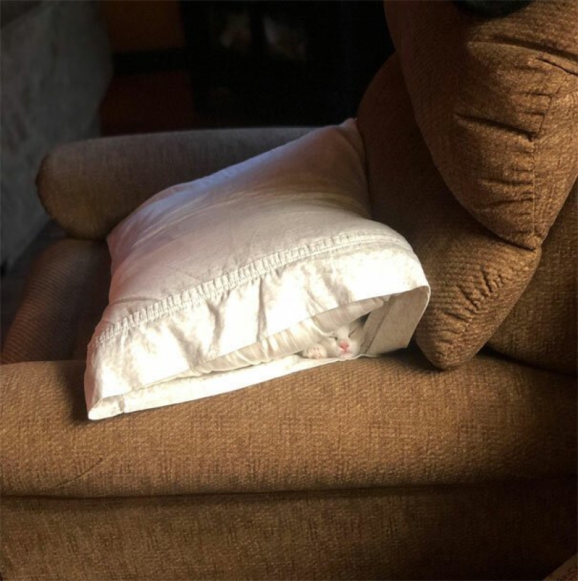 40 photos proving that cats can sleep anywhere