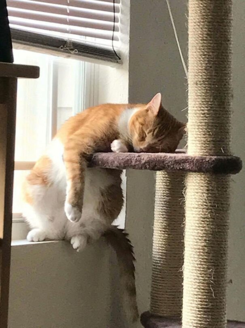 40 photos proving that cats can sleep anywhere