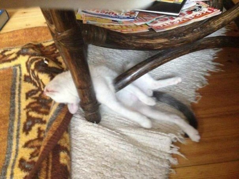 40 photos proving that cats can sleep anywhere