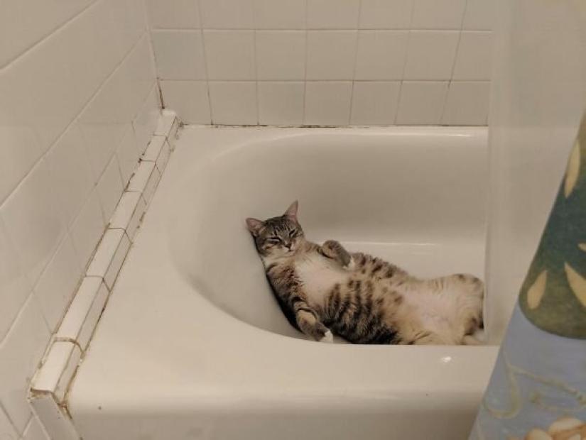 40 photos proving that cats can sleep anywhere