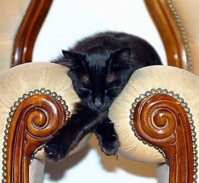 40 photos proving that cats can sleep anywhere