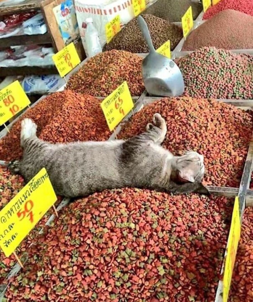 40 photos proving that cats can sleep anywhere