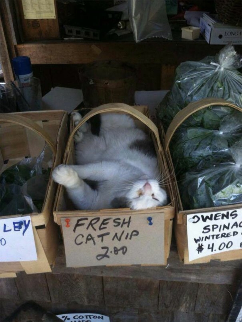 40 photos proving that cats can sleep anywhere