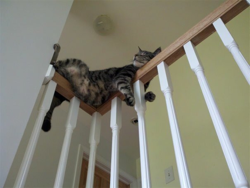 40 photos proving that cats can sleep anywhere