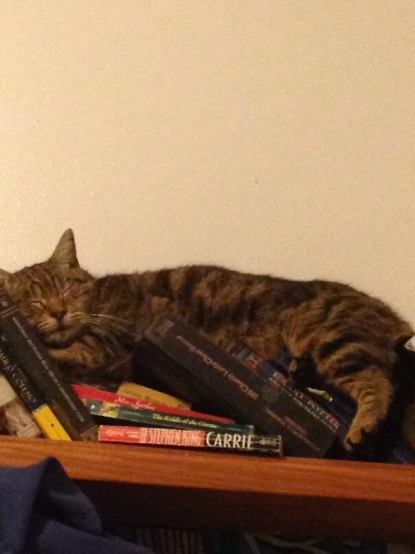 40 photos proving that cats can sleep anywhere