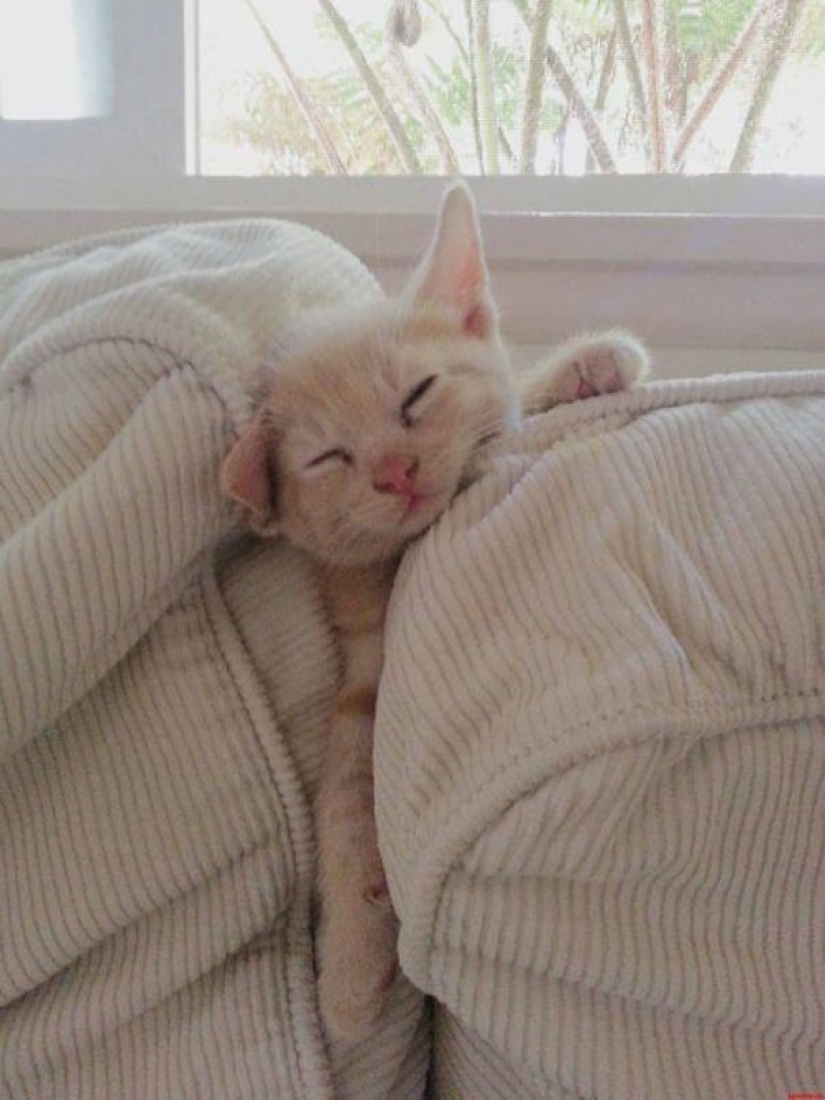 40 photos proving that cats can sleep anywhere