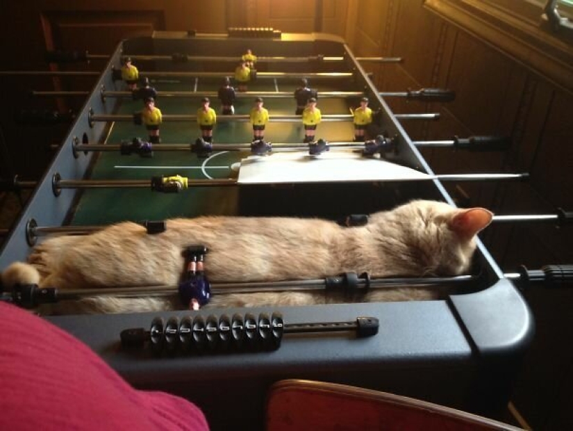 40 photos proving that cats can sleep anywhere