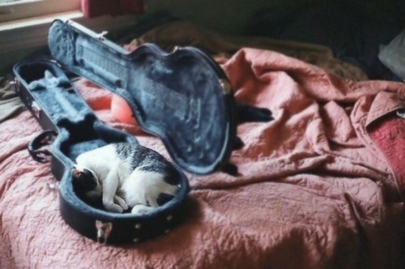 40 photos proving that cats can sleep anywhere