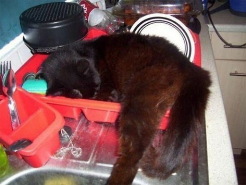 40 photos proving that cats can sleep anywhere