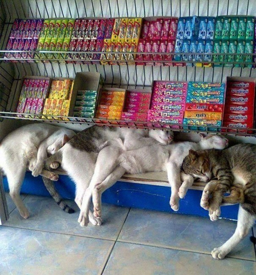 40 photos proving that cats can sleep anywhere