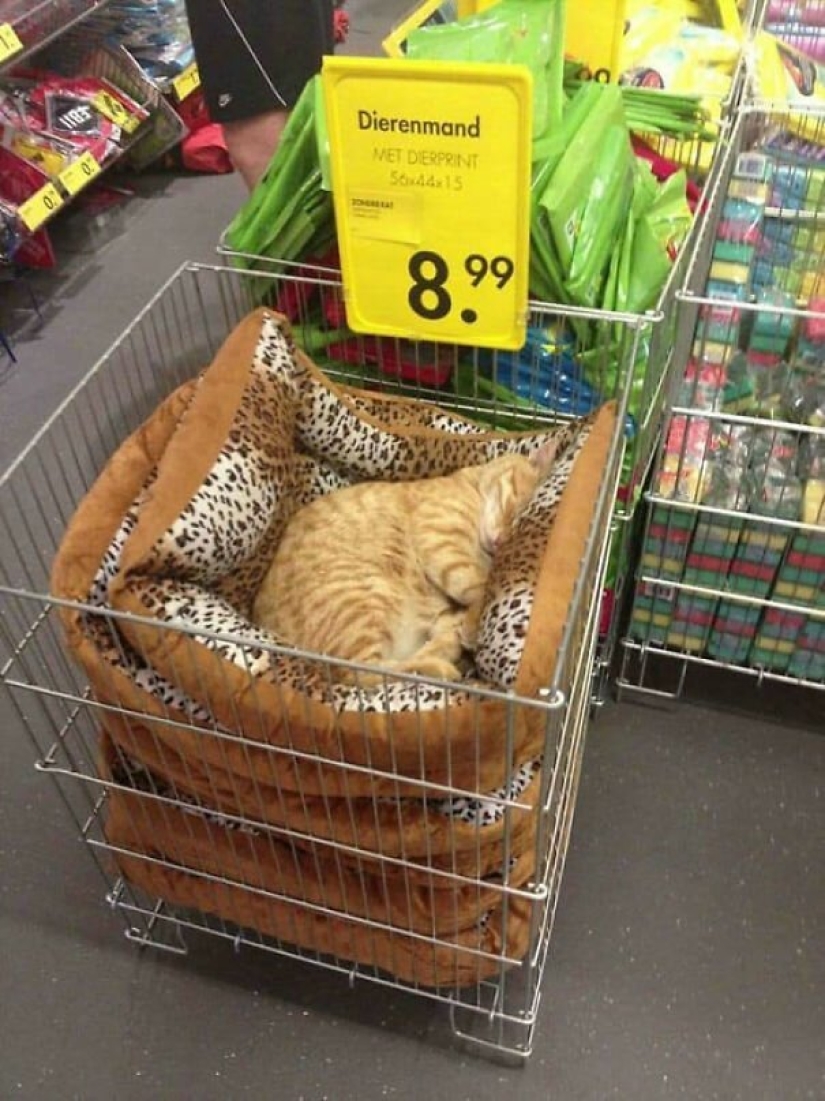 40 photos proving that cats can sleep anywhere