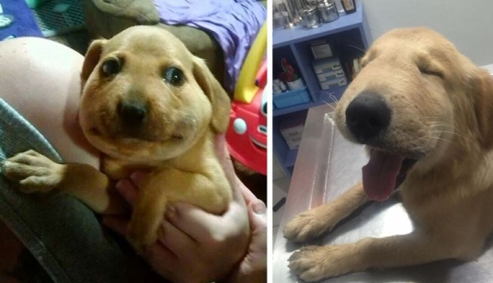 40 tailed poor devils who were bitten by bees 40 tailed poor devils who were bitten by bees