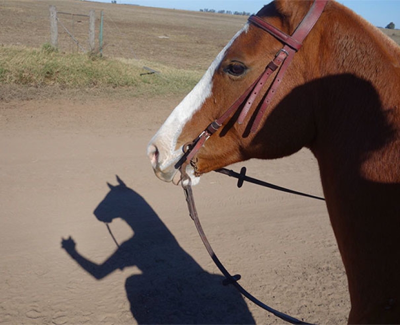 45 increíble sombras que le obligará a buscar en ellos dos veces