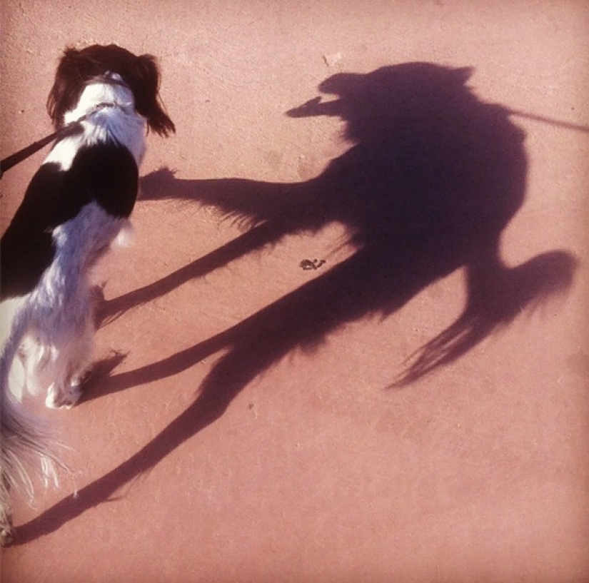 45 incredible shadows that will force you to look at them twice