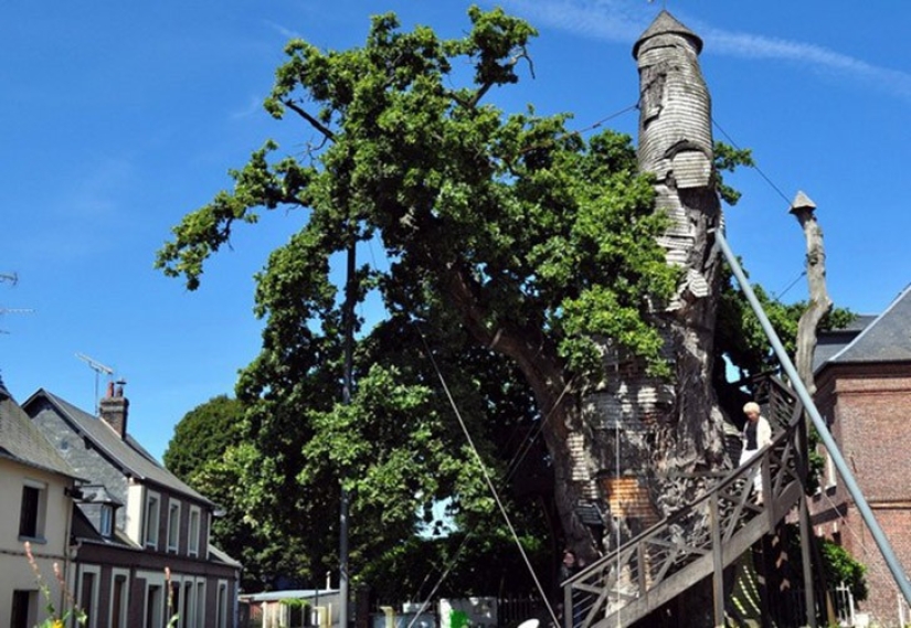 5 estructuras inusuales en árboles gigantes