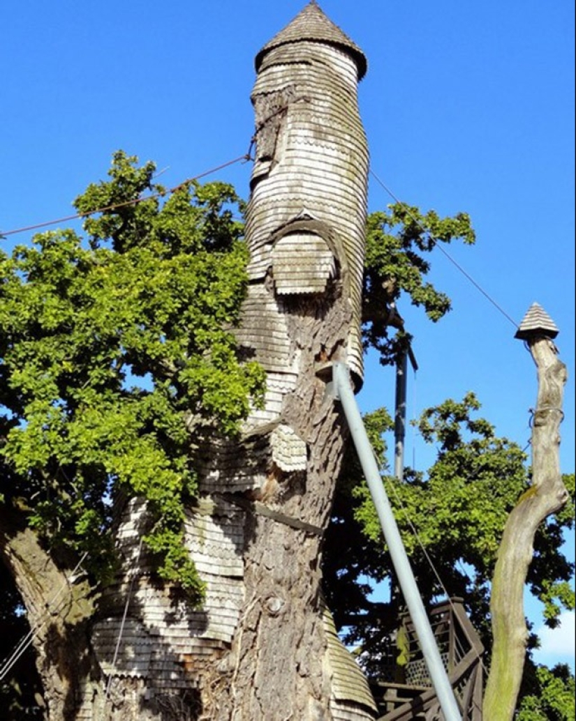 5 estructuras inusuales en árboles gigantes