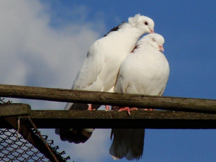 5 formas en que los animales expresan las emociones humanas