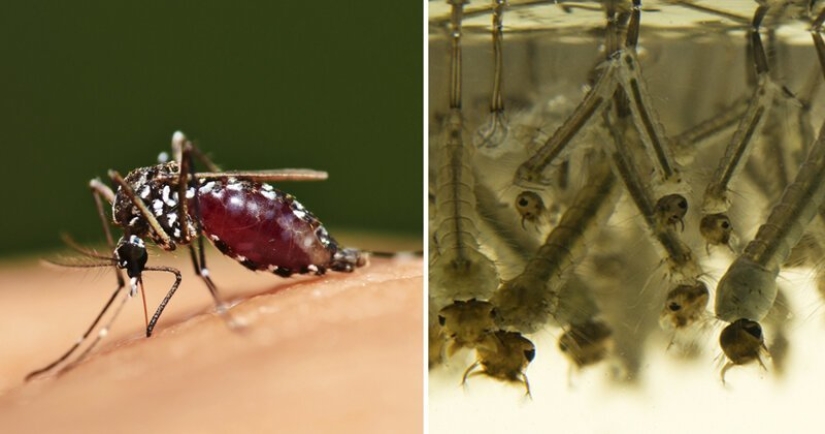 5 mosquito life stages: from egg to hibernation