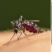 5 mosquito life stages: from egg to hibernation