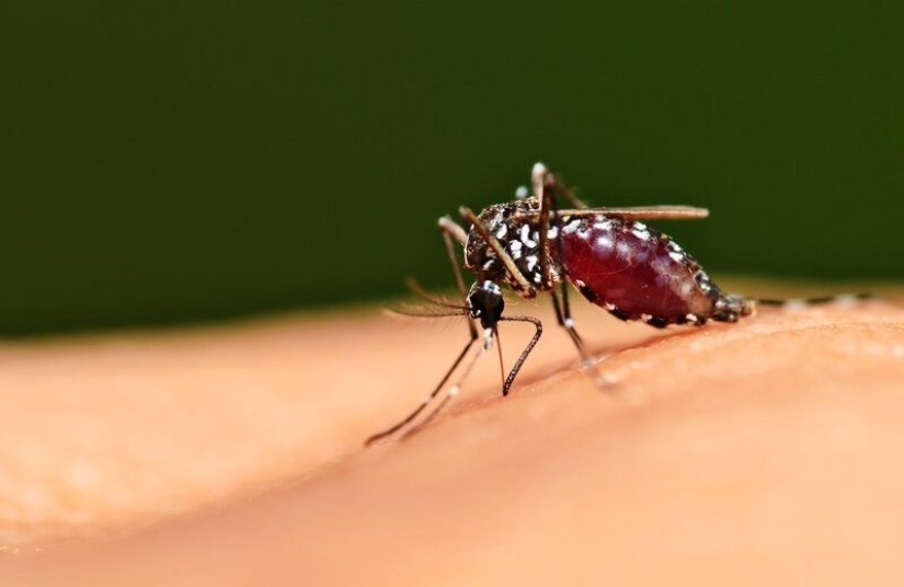 5 mosquito life stages: from egg to hibernation