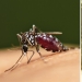 5 mosquito life stages: from egg to hibernation