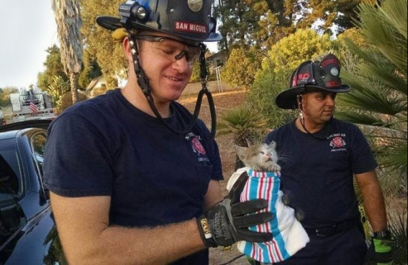 5 stories of curious seals, which had to rescue out of trouble