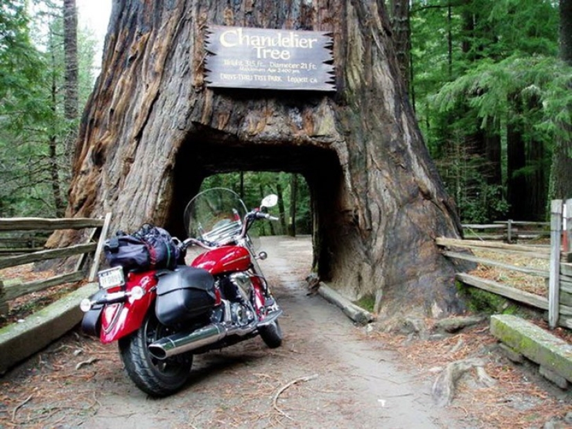 5 unusual structures in giant trees