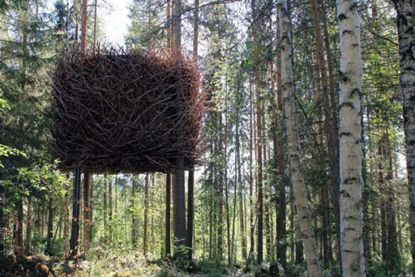 5 unusual structures in giant trees