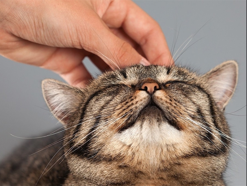 5 ways to show your cat your love