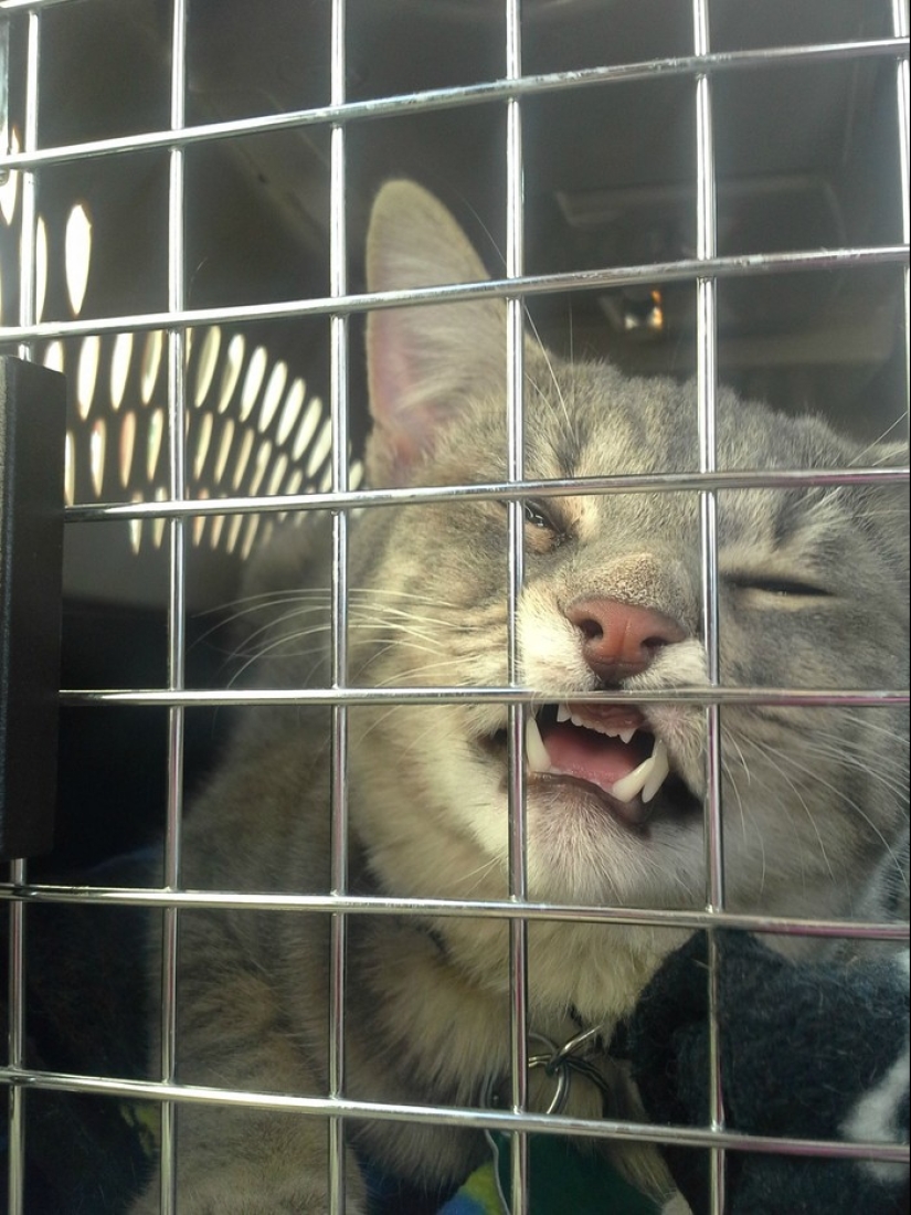 50 cats who just realized that they were brought to the vet