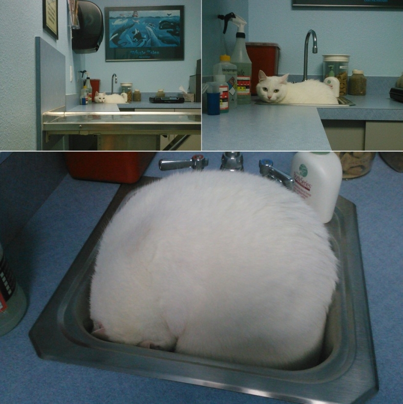 50 cats who just realized that they were brought to the vet