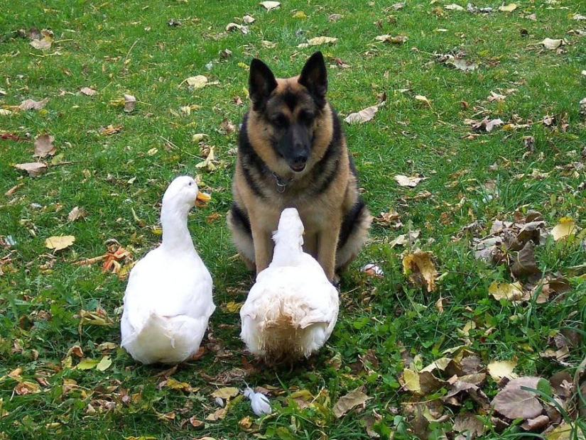 50 fotografías de animales que simplemente debes ver