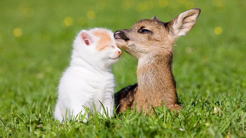 50 fotografías de animales que simplemente debes ver