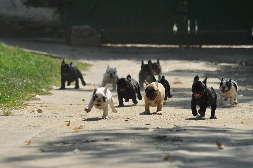 50 fotografías de animales que simplemente debes ver