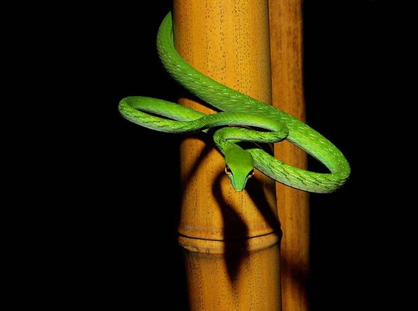 50 fotos de adorables serpientes