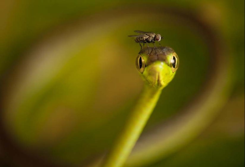 50 fotos de adorables serpientes