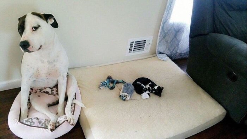 50 fotos divertidas de perros tristes, gatos expulsados de sus lugares