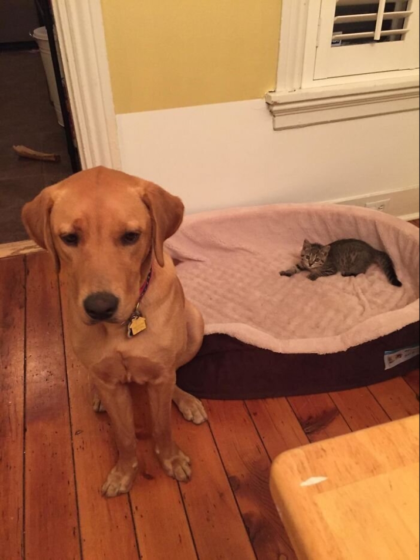 50 funny pictures of sad dogs, cats expelled from their places