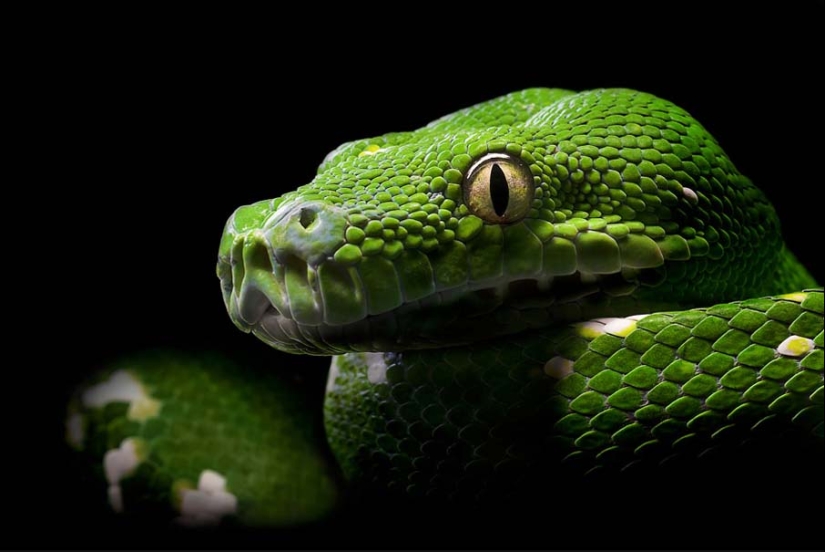 50 photos of adorable snakes