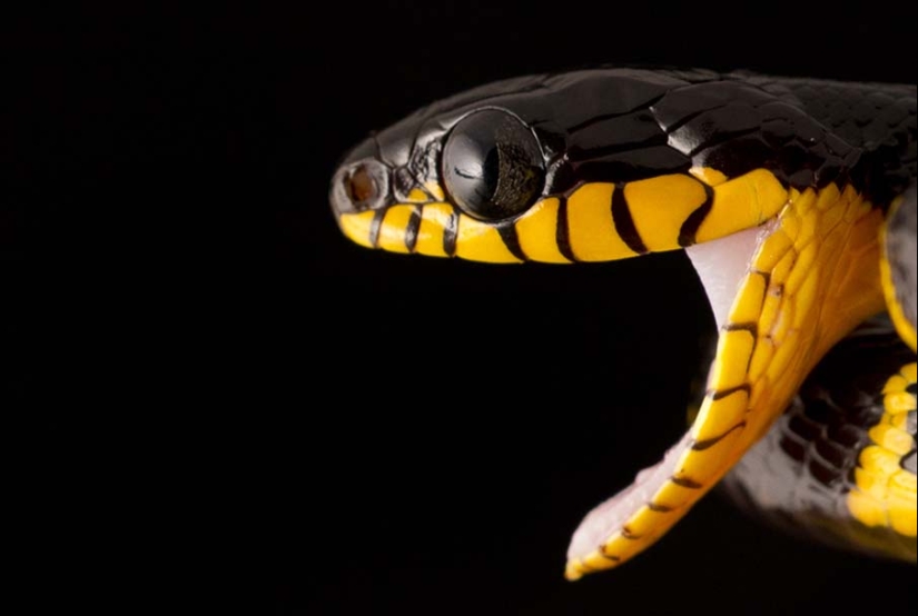 50 photos of adorable snakes