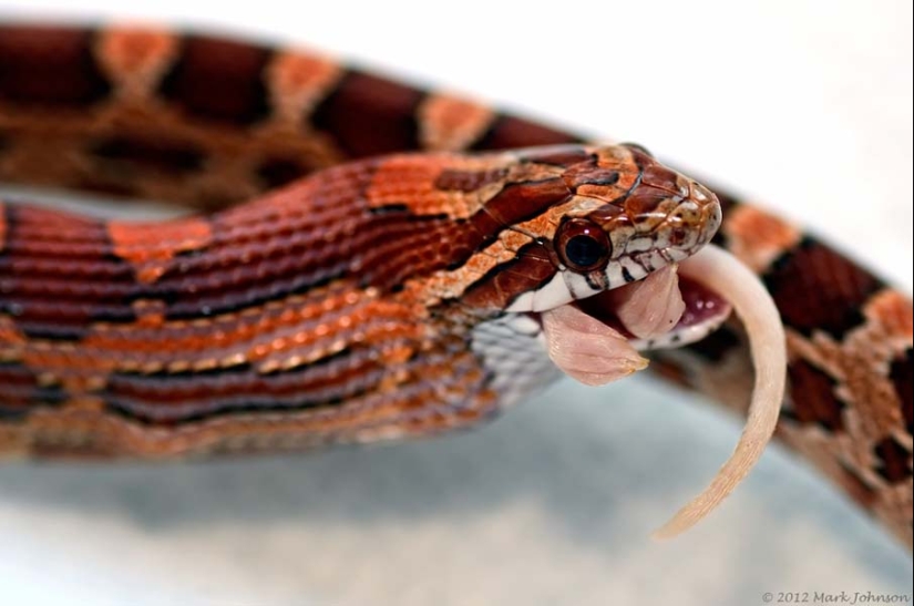 50 photos of adorable snakes