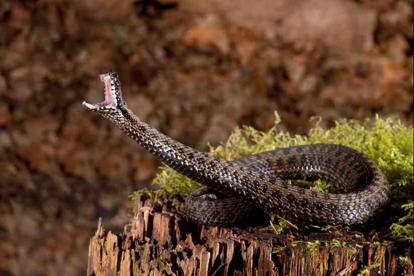 50 photos of adorable snakes