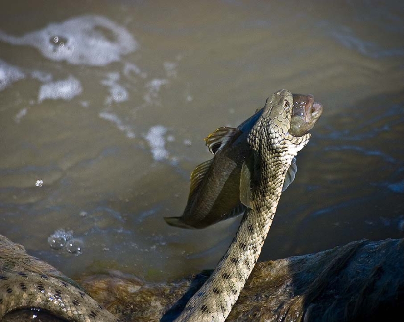 50 photos of adorable snakes